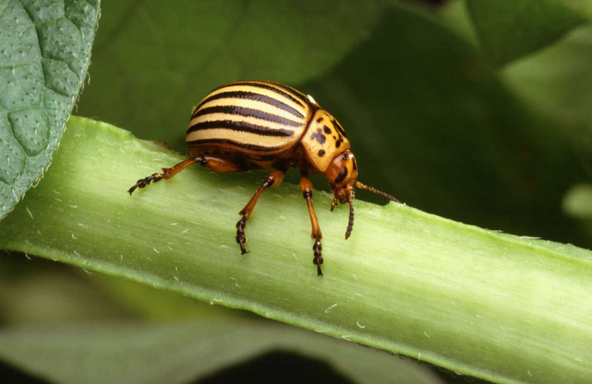 Colorado Beetle