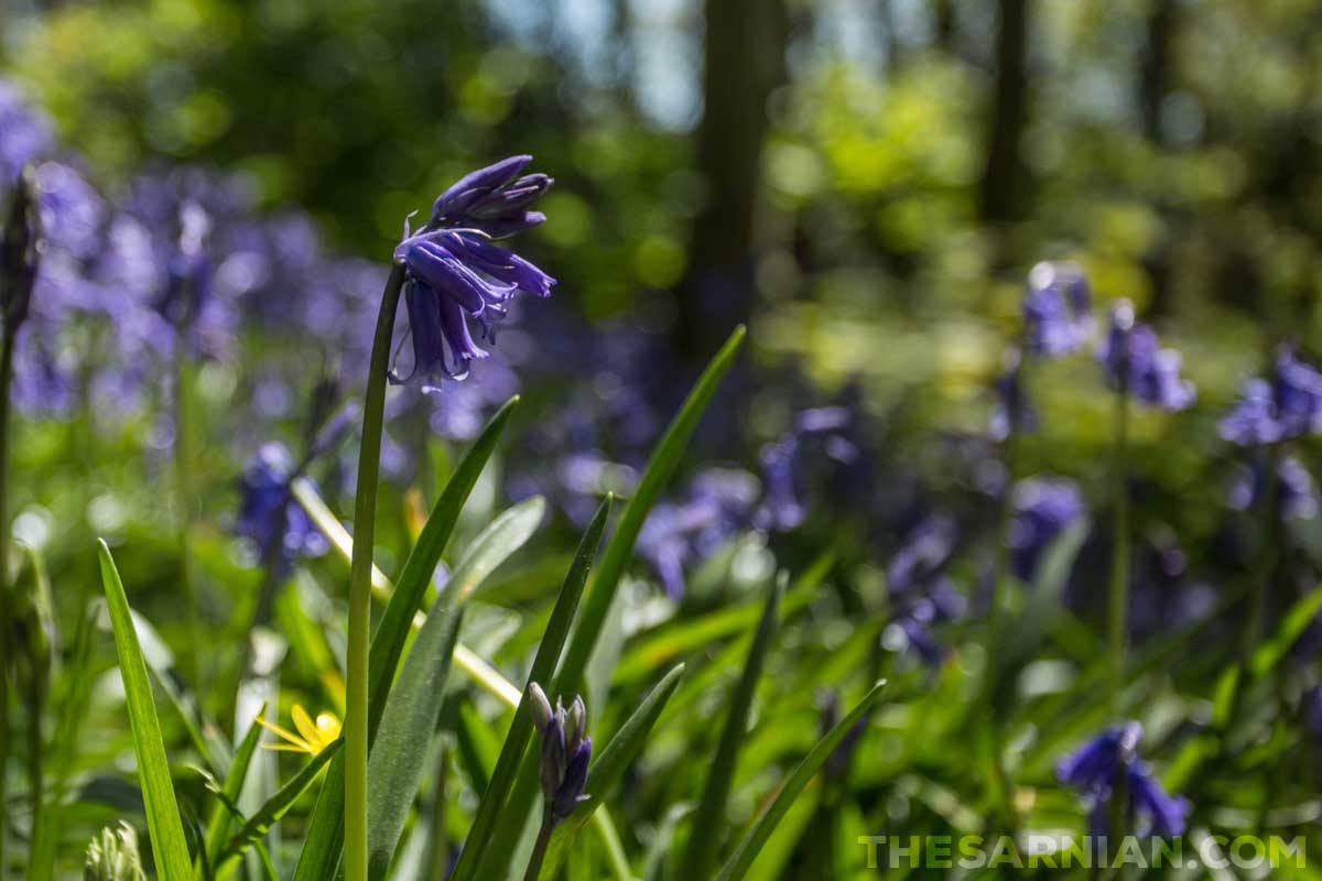 Bluebell Wood